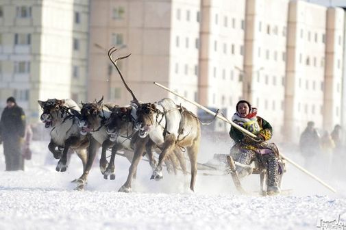 Ямальская девушка учавствует в гонках на оленьих упряжках на традиционном национальном празднике День оленевода.