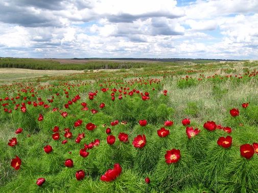 Май, Руднянский район Волгоградской области. Дикий пион, в народе называют "лазоревым цветком"