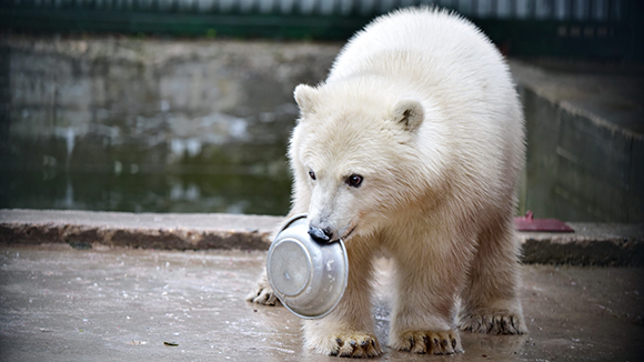 Россия стала главным поставщиком белых медведей в зоопарки мира