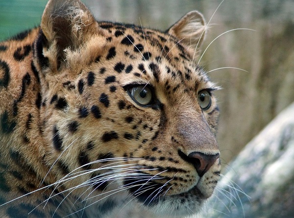 Рекордное число туристов зафиксировано в нацпарке "Земля леопарда" в Приморье в 2022 году