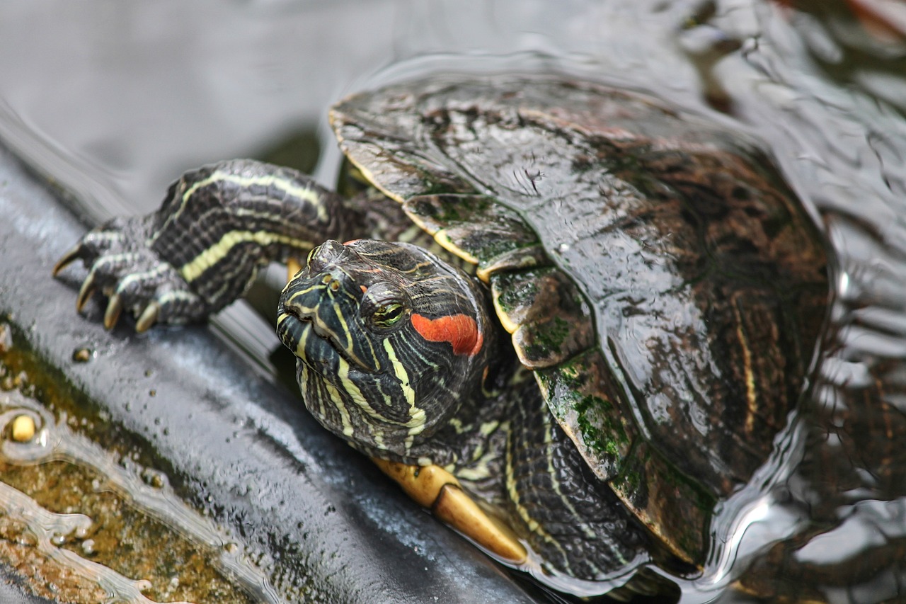 Новая популяция краснокнижных черепах заселилась на остров в Жигулевском заповеднике