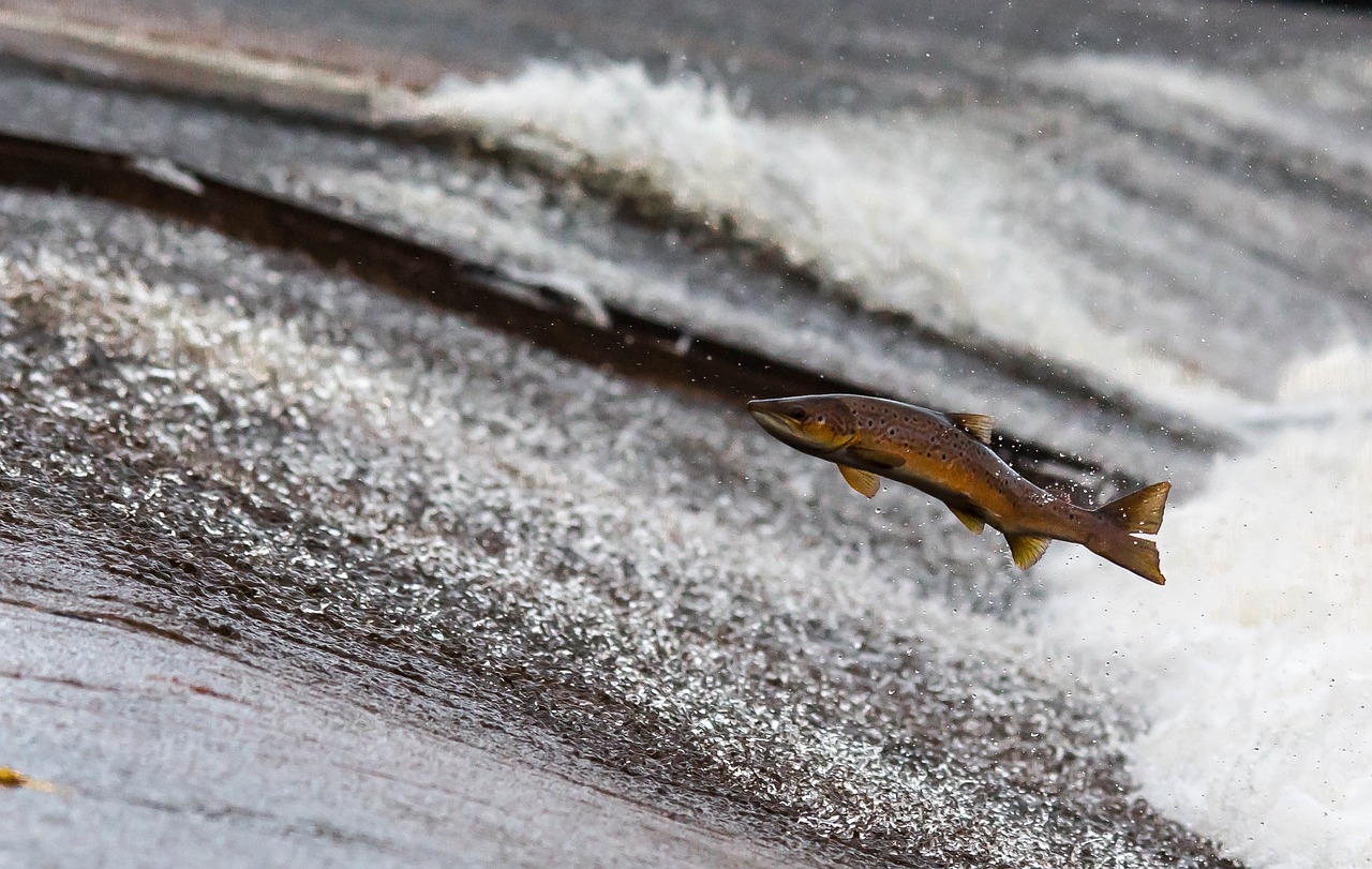 Порядка 1,5 тысяч мальков лосося выпустили в реку Мзымта Сочи