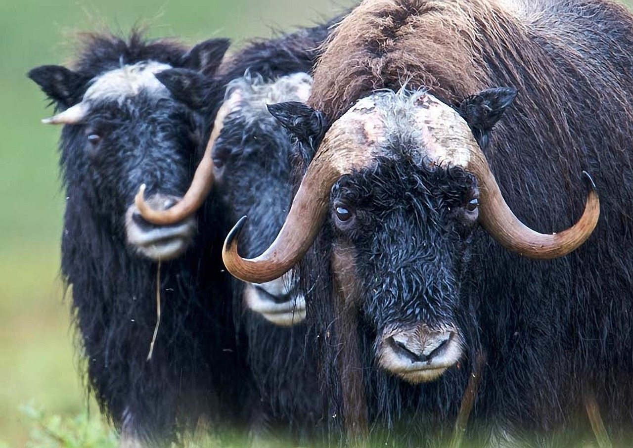Краснокнижные овцебыки осваивают новые районы обитания в Якутии