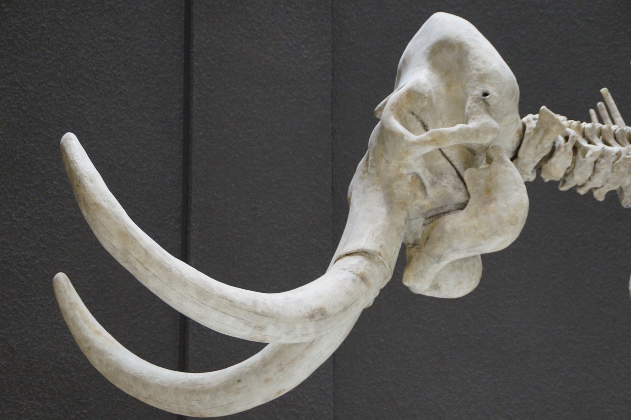 Диадема из кости крупного животного найдена в Денисовой пещере на Алтае