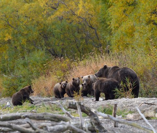 Камчатка, Южно-Камчатский федеральный заказник, две медвежьих семьи