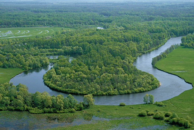 река Десна ниже Брянска и водоохранные леса вдоль неё